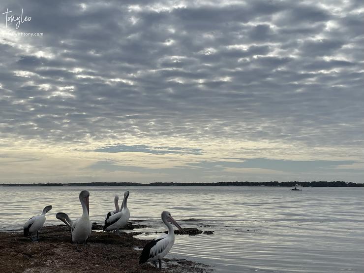 A beautiful bird is the pelican