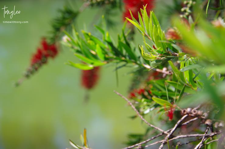 The bottlebrush red